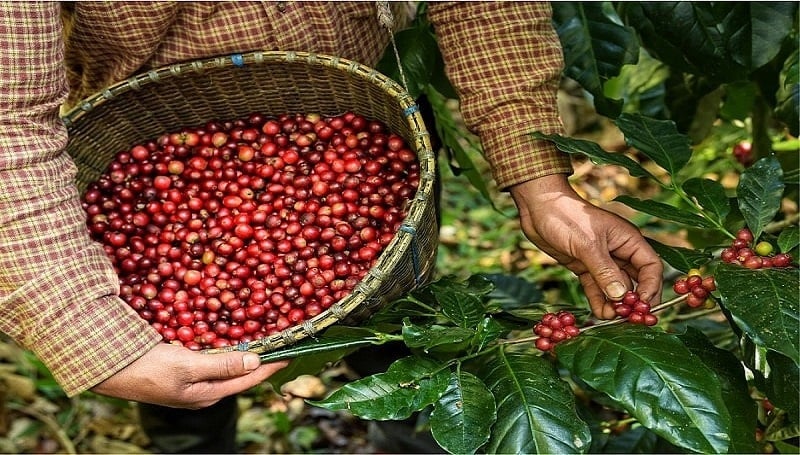 The Ministry of Agriculture and Environment has also proposed various solutions to boost exports of key products such as coffee, pepper, cashew nuts, tea, and rubber. Photo: Minh Hoang.