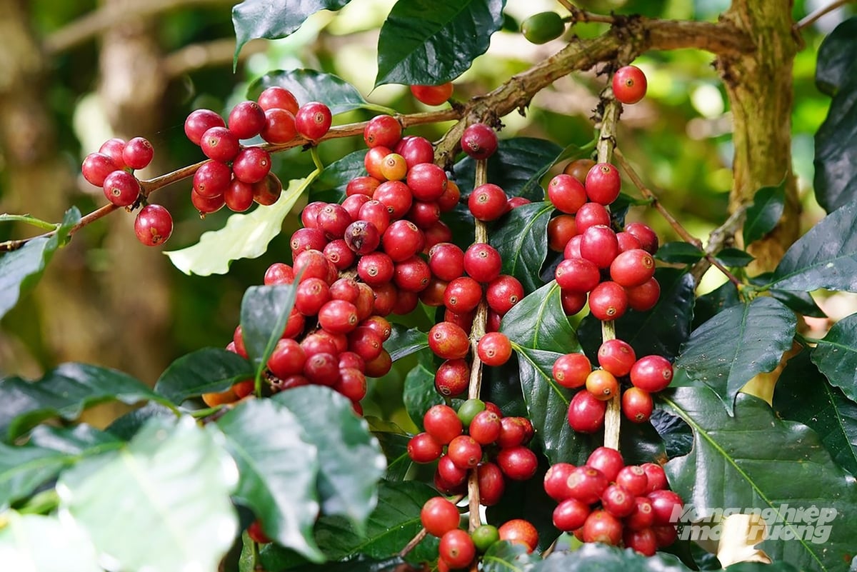 Each year, the EU spends USD 15 billion on coffee imports. Photo: Nguyen Thuy.