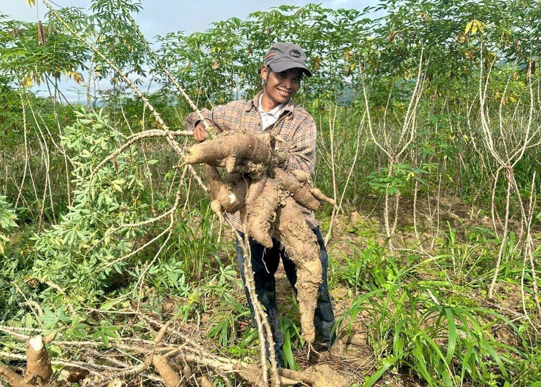 Farmers harvesting cassava in Tay Nguyen. Photo: Thanh Son. Farmers harvesting cassava in Tay Nguyen. Photo: Thanh Son.