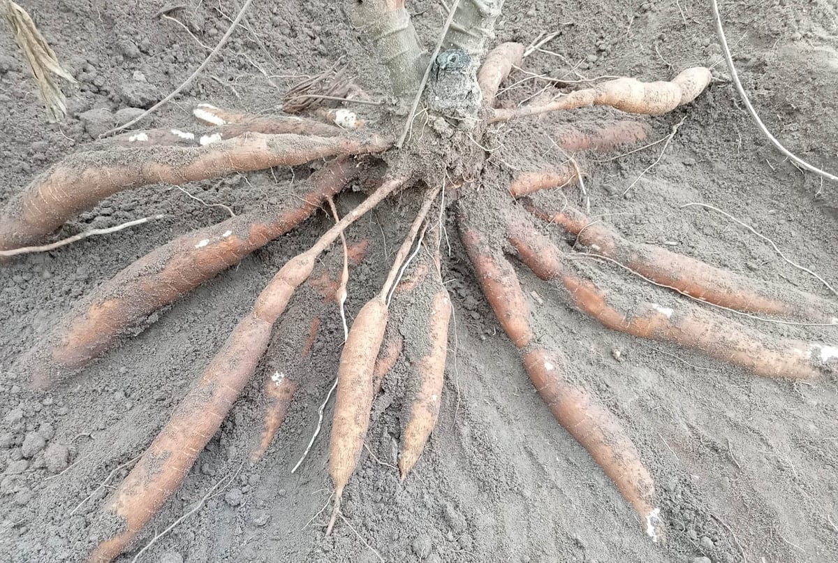 Cassava ready for harvest. Photo: Thanh Son. Cassava ready for harvest. Photo: Thanh Son.