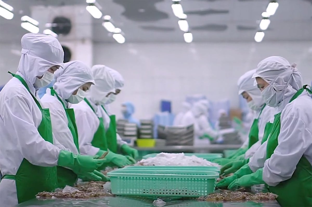 Processing shrimp for export at a factory in the Mekong Delta. Photo: Thanh Son.