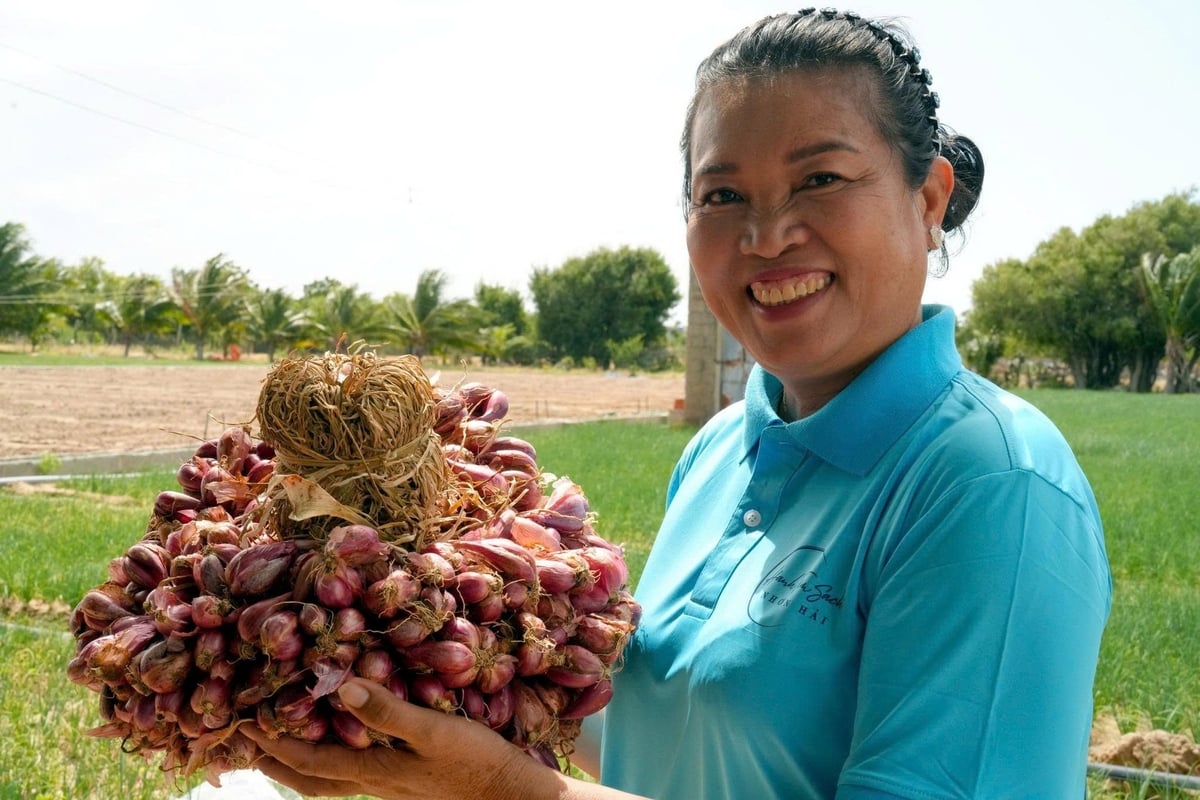 Ms. Nguyen Thi Chau – a key contributor to the development of production, consumption, and export of Ninh Thuan (formerly) purple shallots. Photo: Nguyen Co.