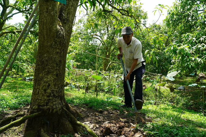 After the time of planting mango according to the standard of Assoc. Photo: Ngoc Tai