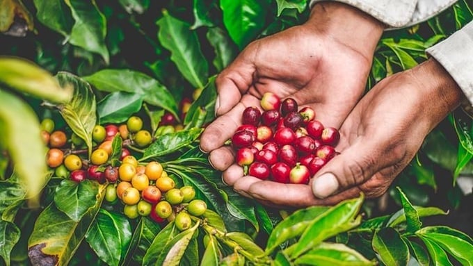 Latest coffee prices on August 11, 2025, domestically and globally