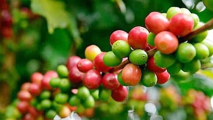 Latest update on coffee prices on August 18, 2025, domestically and globally