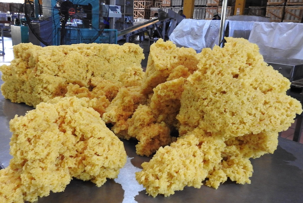 The increase in rubber prices during the initial six months resulted in a substantial increase in rubber export turnover. Photo: Son Trang.