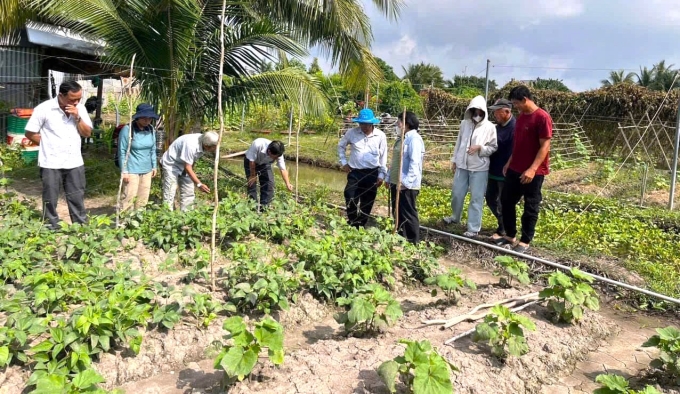 A cross test of members of the organic vegetable production team. Photo: Nguyen Khanh