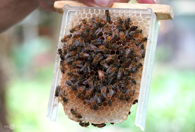 Banh nest is a form of products made by Mr. Tung's facility for export to Korea. Photo: An Minh