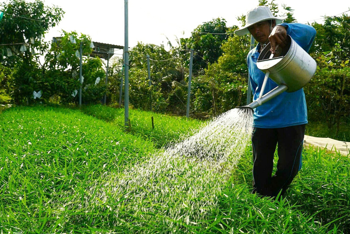Mr. Riem takes care of spinach beds, one of more than 20 vegetables he is planting. Photo: Ngoc Tai