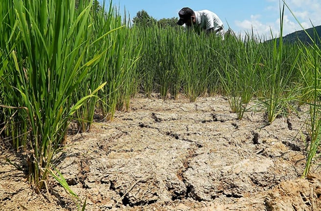 Cracks appear in this rice paddy in Joetsu, Niigata Prefecture. Photo: Ryuta Sometaya.