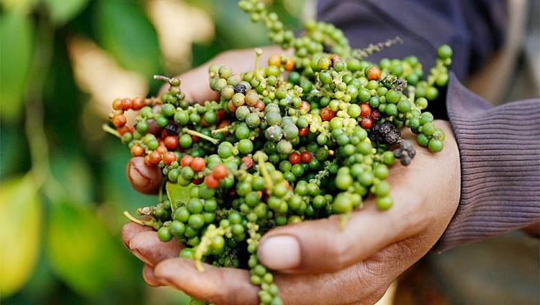 Vietnam's pepper exports are rising sharply in value despite a significant decline in volume. Photo: Thanh Son.