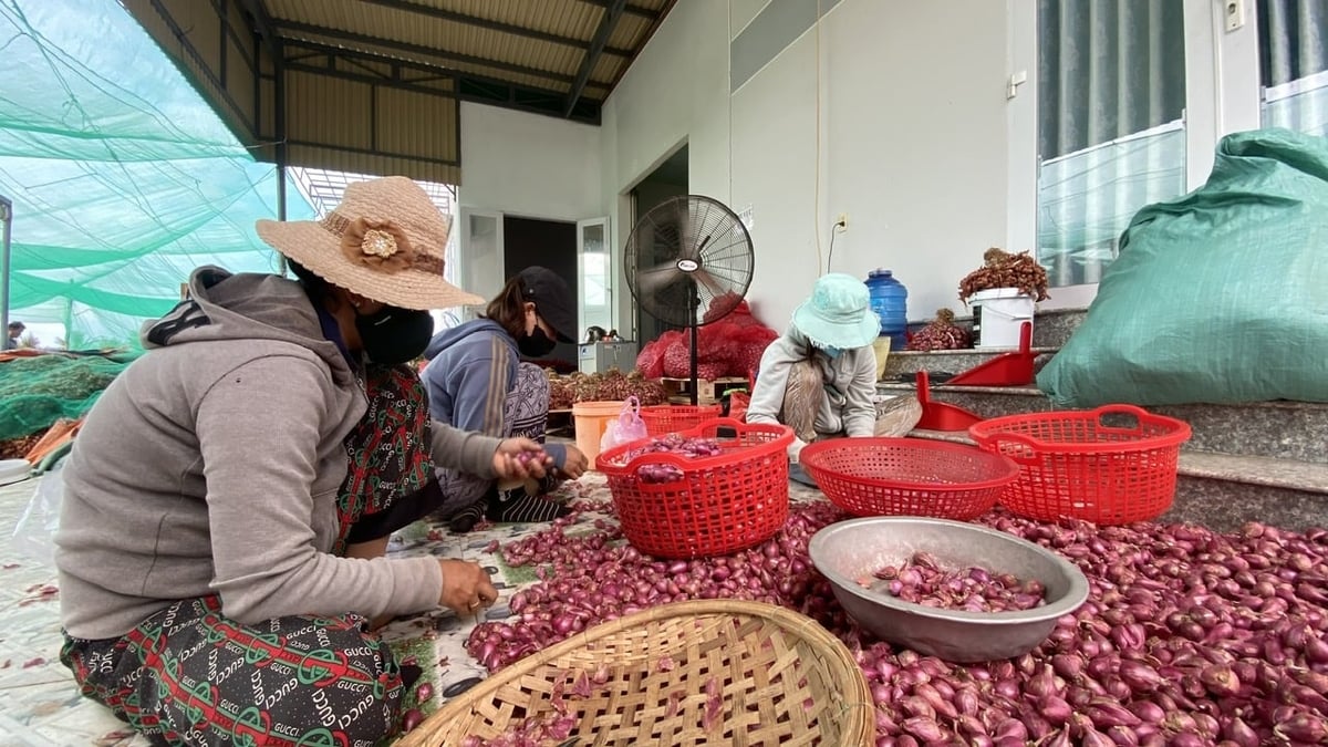 Purple shallot farming has become a traditional livelihood and the main source of income for farmers in the former Ninh Hai district. Photo: Nguyen Co.