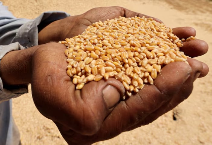 A farmer shows wheat grains at a field in Al Qalyubia Governorate, Egypt, May 25, 2023. Photo: REUTERS.