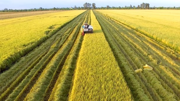 The Mekong Delta has shifted from fragmented, small-scale cultivation to large, uniform fields that meet market demand. Photo: Son Trang. The Mekong Delta has shifted from fragmented, small-scale cultivation to large, uniform fields that meet market demand. Photo: Son Trang.
