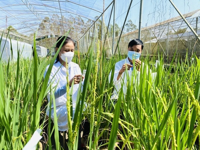 Rice variety research at the Mekong Delta Rice Research Institute. Photo: Le Hoang Vu. Rice variety research at the Mekong Delta Rice Research Institute. Photo: Le Hoang Vu.