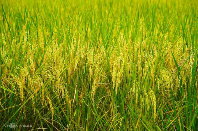 St24 rice varieties are used in the model of nutritious rice growing, separating sugar. Photo: Chuc Ly