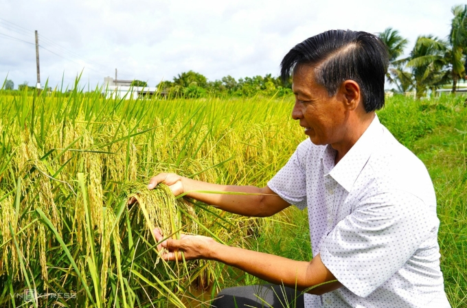 He raced the rice to prepare for harvesting. Photo: Chuc Ly