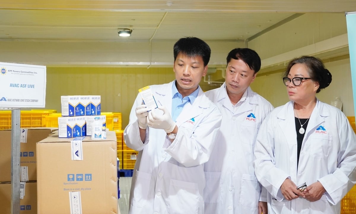 Mr. Nguyen Van Diep, General Director of AVAC Vietnam JSC, stated that the Philippines' continued order and import of an additional 340,000 doses is proof that AVAC's ASF vaccine has demonstrated its safety and efficiency. Photo: Hong Tham.