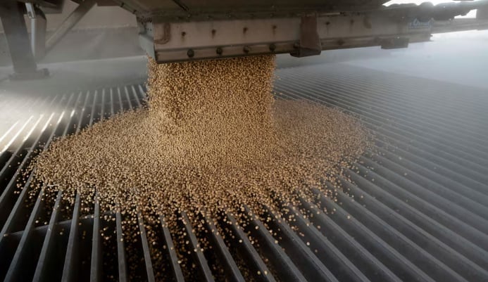 A load of soybeans is dumped into an elevator hopper during harvest season at Deerfield AG Services grain elevator facility in Massillon, Ohio, U.S., October 7, 2021. Photo: REUTERS/Dane Rhys. A load of soybeans is dumped into an elevator hopper during harvest season at Deerfield AG Services grain elevator facility in Massillon, Ohio, U.S., October 7, 2021. Photo: REUTERS/Dane Rhys.