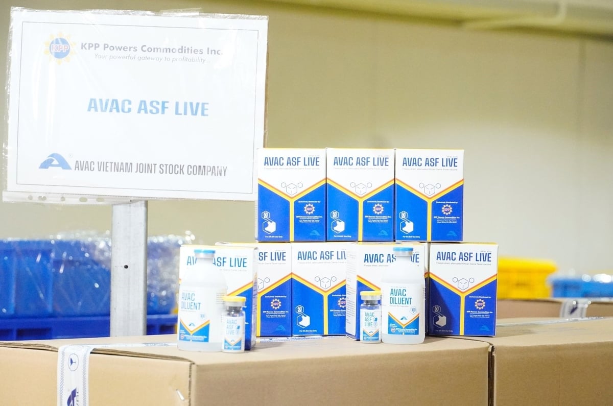 The representative of KPP Power Commodities, the importer and distributor of AVAC's ASF vaccine in the Philippines, reported that initial field use of AVAC ASF LIVE  demonstrated a 92.78% effectiveness rate in generating detectable antibodies against ASF disease. Photo: Hong Tham.
