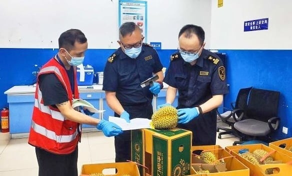 Guangzhou customs officers inspecting imported durians. Photo: China News.