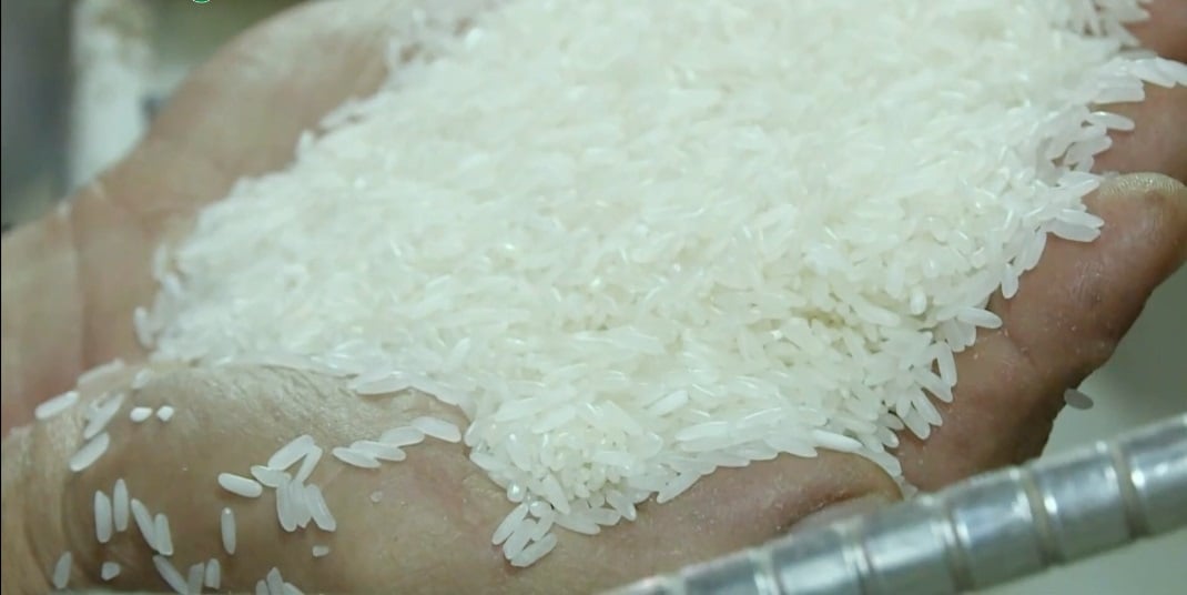 High-grade white rice, fragrant Jasmine, ST24, ST25, glutinous rice, and Japonica rice have been accounting for an increasingly large share of exports, both in volume and turnover. Photo: VAN.