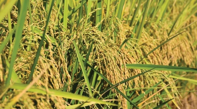 Import subsidies and record production in India are just two of the reasons rice prices have dropped so far. Photo: Brent Murphree. Import subsidies and record production in India are just two of the reasons rice prices have dropped so far. Photo: Brent Murphree.