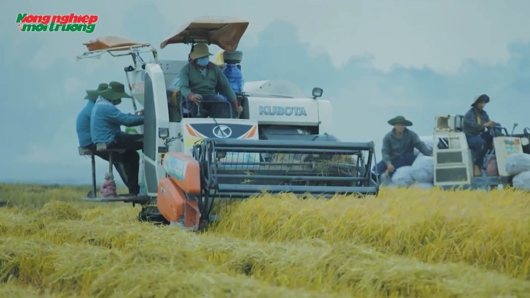 The 1 million hectares of high-quality, low-emission rice fields in the Mekong Delta are being effectively implemented. Photo: VAN. The 1 million hectares of high-quality, low-emission rice fields in the Mekong Delta are being effectively implemented. Photo: VAN.