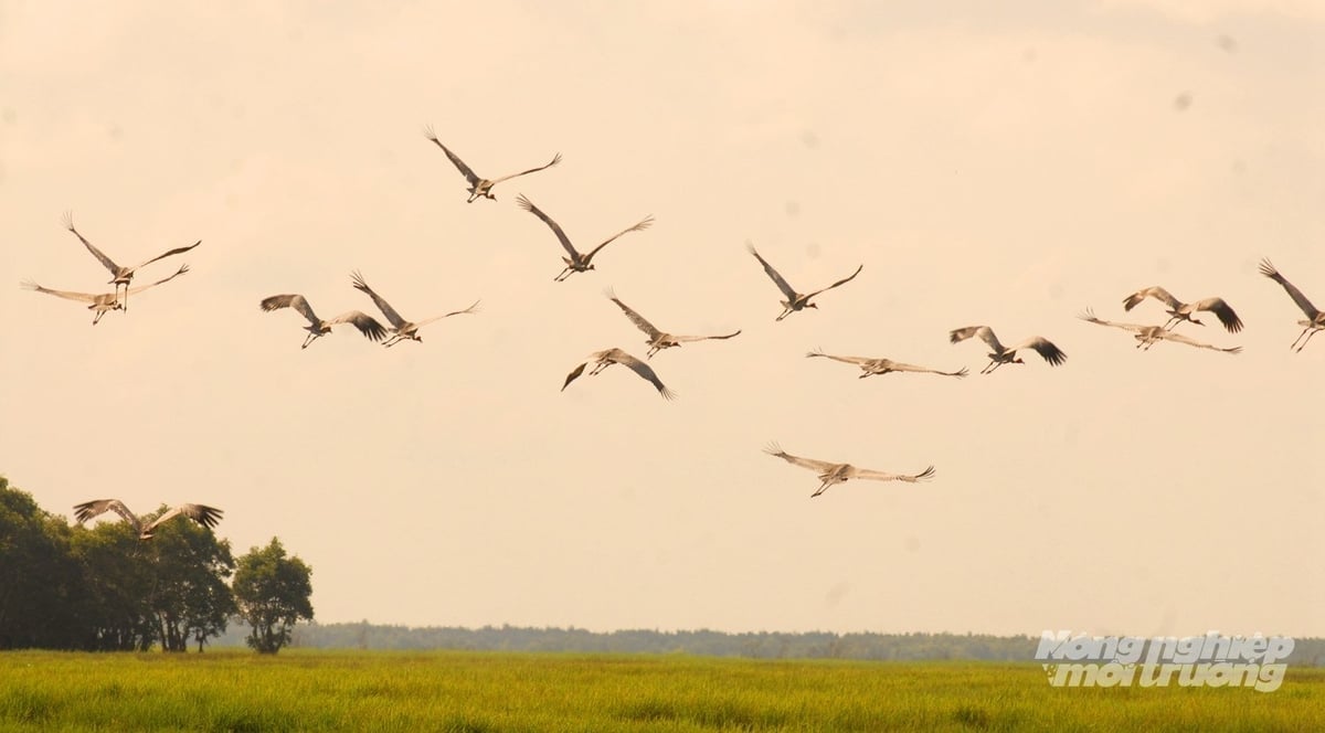 Sarus cranes once appeared at Tram Chim National Park. Photo: Le Hoang Vu.