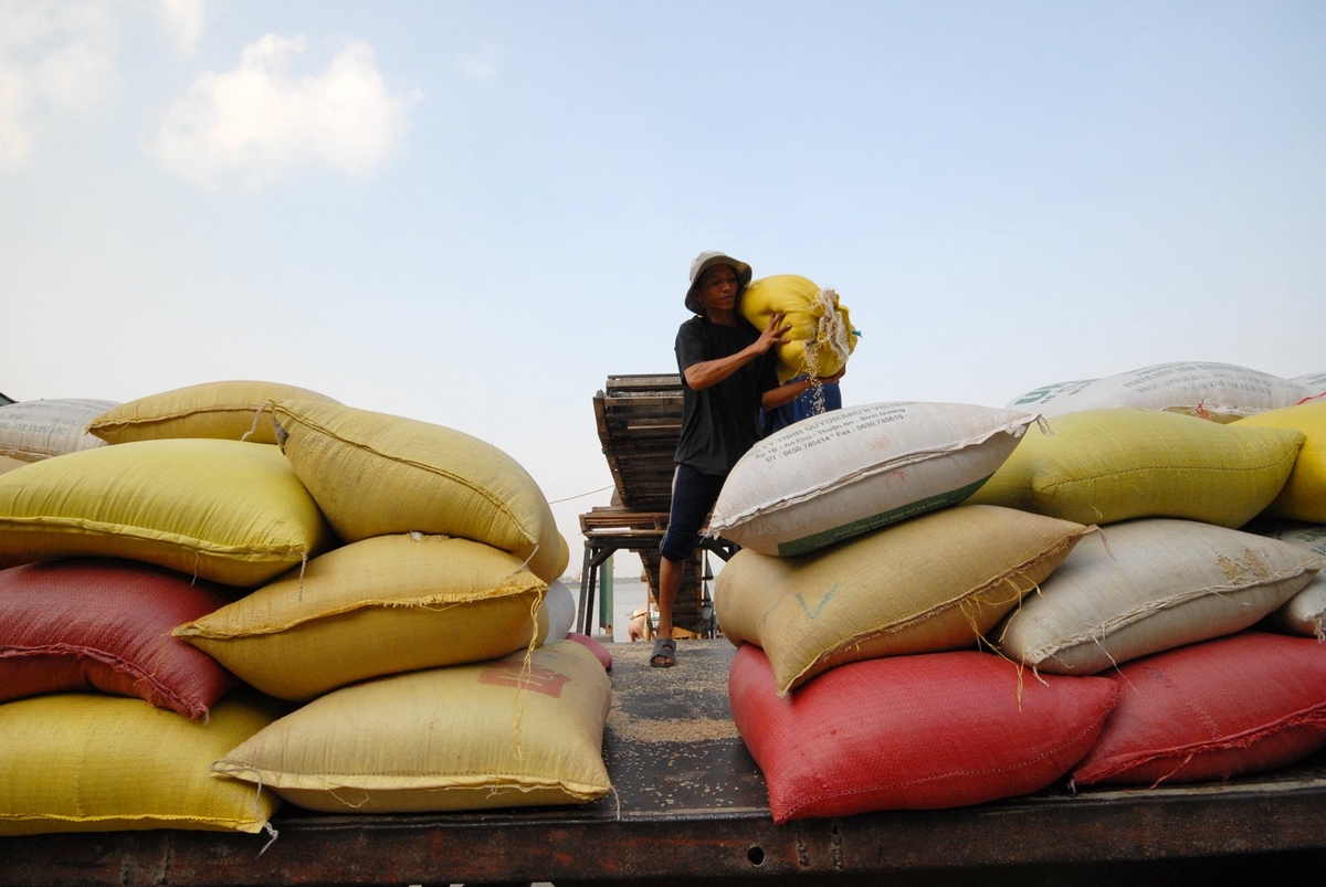 Harvesting and gathering rice for transport to serve processing and distribution. Photo: Le Hoang Vu. Harvesting and gathering rice for transport to serve processing and distribution. Photo: Le Hoang Vu.