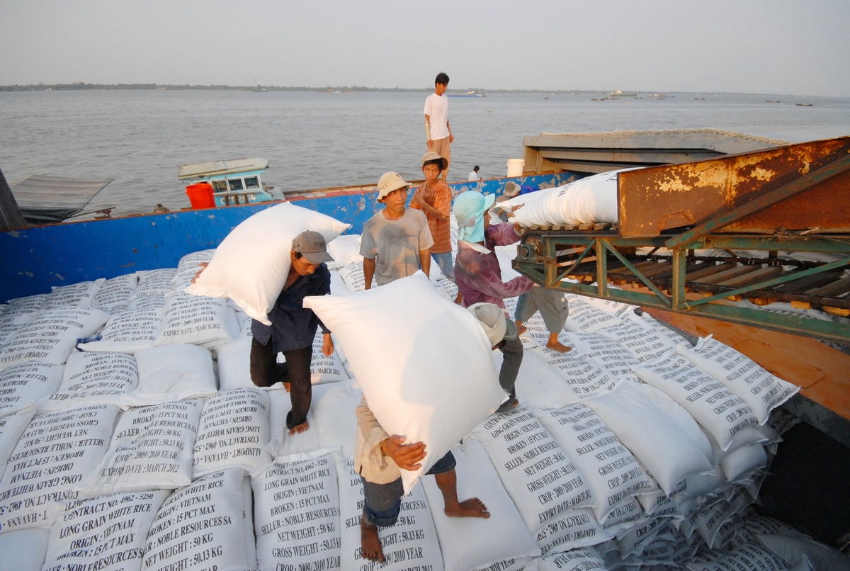 Loading Vietnamese rice for export to international markets by waterway. Photo: Le Hoang Vu. Loading Vietnamese rice for export to international markets by waterway. Photo: Le Hoang Vu.