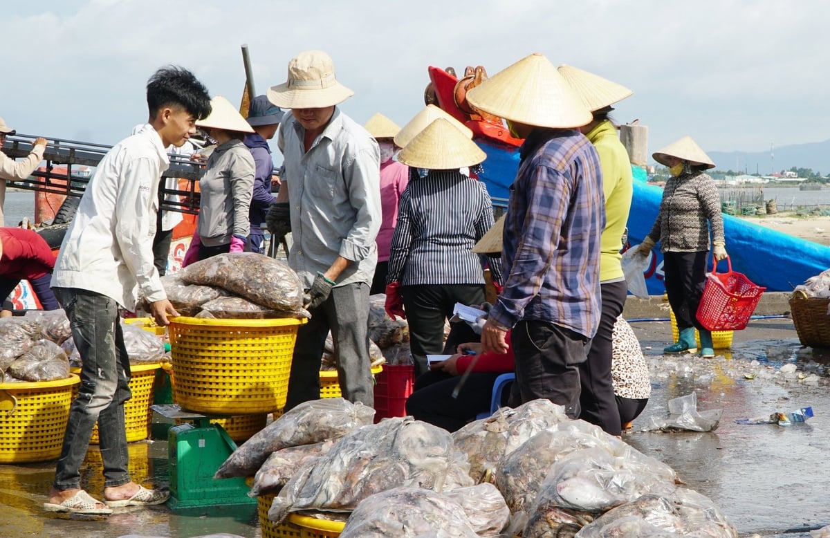 Many of Vietnam’s wild-caught seafood products still cannot be exported to the EU due to the IUU yellow card. Photo: Le Binh. Many of Vietnam’s wild-caught seafood products still cannot be exported to the EU due to the IUU yellow card. Photo: Le Binh.
