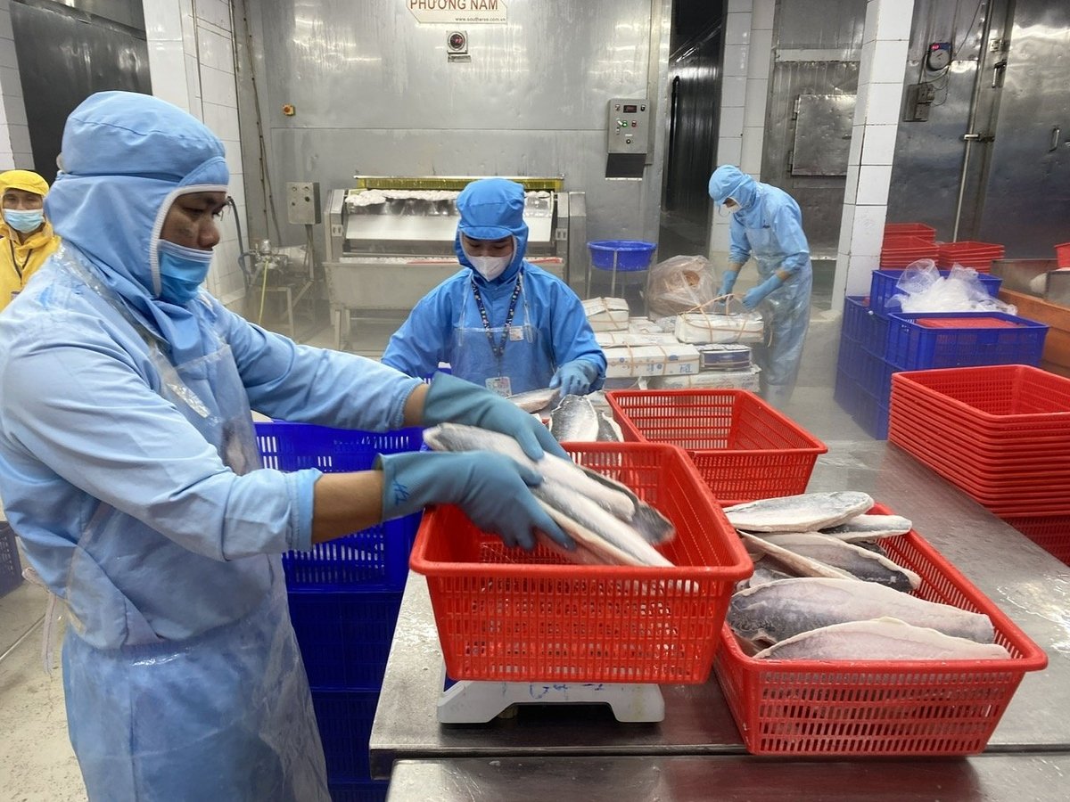 Vietnamese pangasius once accounted for 40% of exports to the EU, but that share has now fallen below 10%. Photo: Le Binh. Vietnamese pangasius once accounted for 40% of exports to the EU, but that share has now fallen below 10%. Photo: Le Binh.
