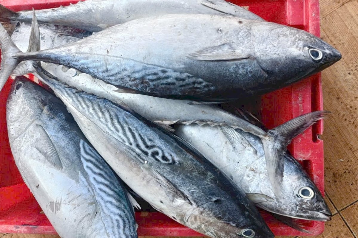 Tuna caught in Vietnam is mostly under 0.5 meters in size. Photo: Le Binh. Tuna caught in Vietnam is mostly under 0.5 meters in size. Photo: Le Binh.