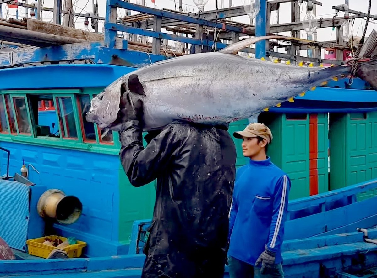 Tuna exports are at risk of being greatly affected because most tuna is produced by fisheries that are not recognized as equivalent. Photo: Son Trang. Tuna exports are at risk of being greatly affected because most tuna is produced by fisheries that are not recognized as equivalent. Photo: Son Trang.