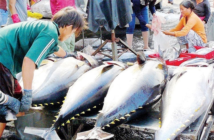 Tuna exports face 'double' challenges. Photo: Minh Hieu.