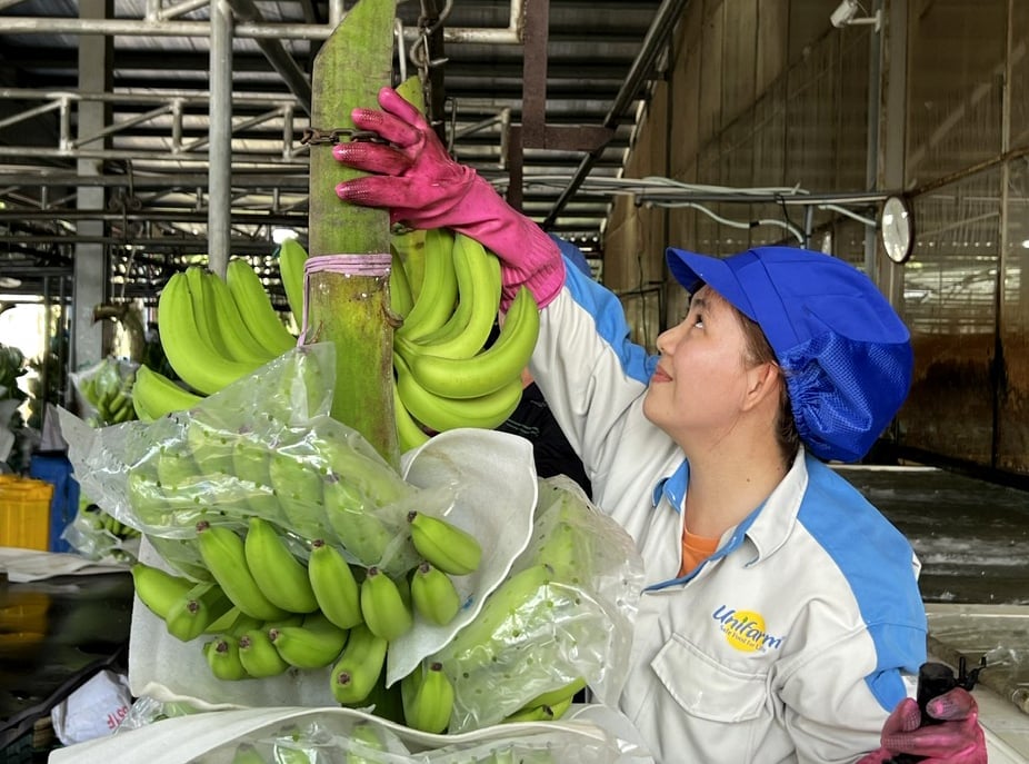 Vietnamese bananas for export. Photo: Son Trang. Vietnamese bananas for export. Photo: Son Trang.