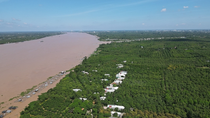 The mango cultivation area in Dong Thap is located along the Tien River. Photo: Ngoc Tai