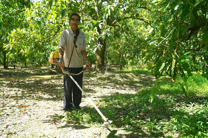 Mr. Nguyen Van Mach, broadcast grass in a 30 -year -old mango garden. Photo: Ngoc Tai