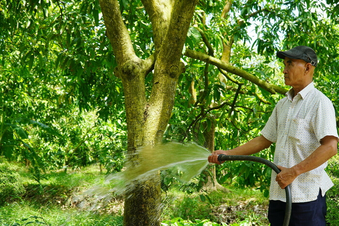 Mr. Tran Phu Hau Dinh will rent mango garden when health cannot take over farming. Photo: Ngoc Tai