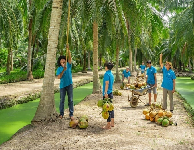 Vinh Long province has over 30,000 hectares of coconuts grown under organic standards. Photo: Minh Dam. Vinh Long province has over 30,000 hectares of coconuts grown under organic standards. Photo: Minh Dam.
