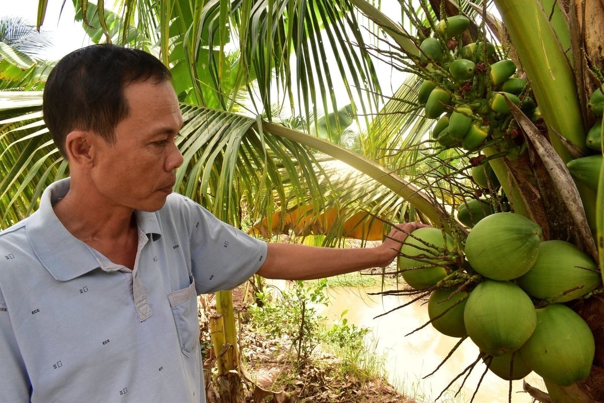 Vietnam's coconut industry still has vast potential, giving farmers and businesses confidence to invest in production and trade. Photo: Minh Dam. Vietnam's coconut industry still has vast potential, giving farmers and businesses confidence to invest in production and trade. Photo: Minh Dam.