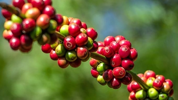 Coffee prices on September 28, 2025, domestically and globally