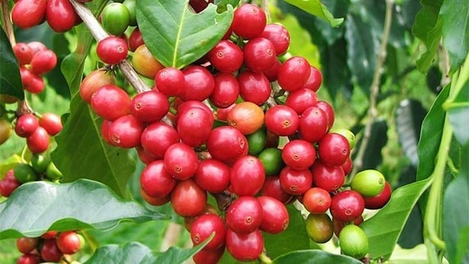 Coffee prices on September 3, 2025 domestically and globally