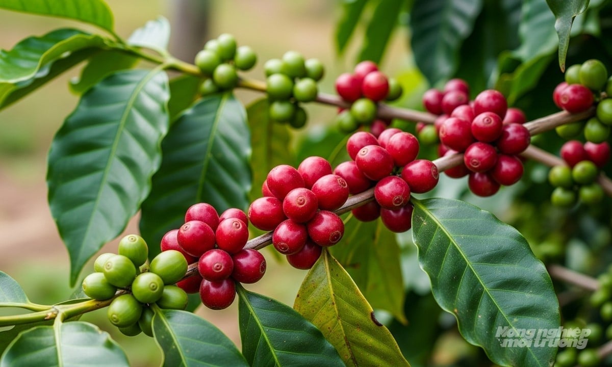 Coffee prices on September 12, 2025, domestically and globally