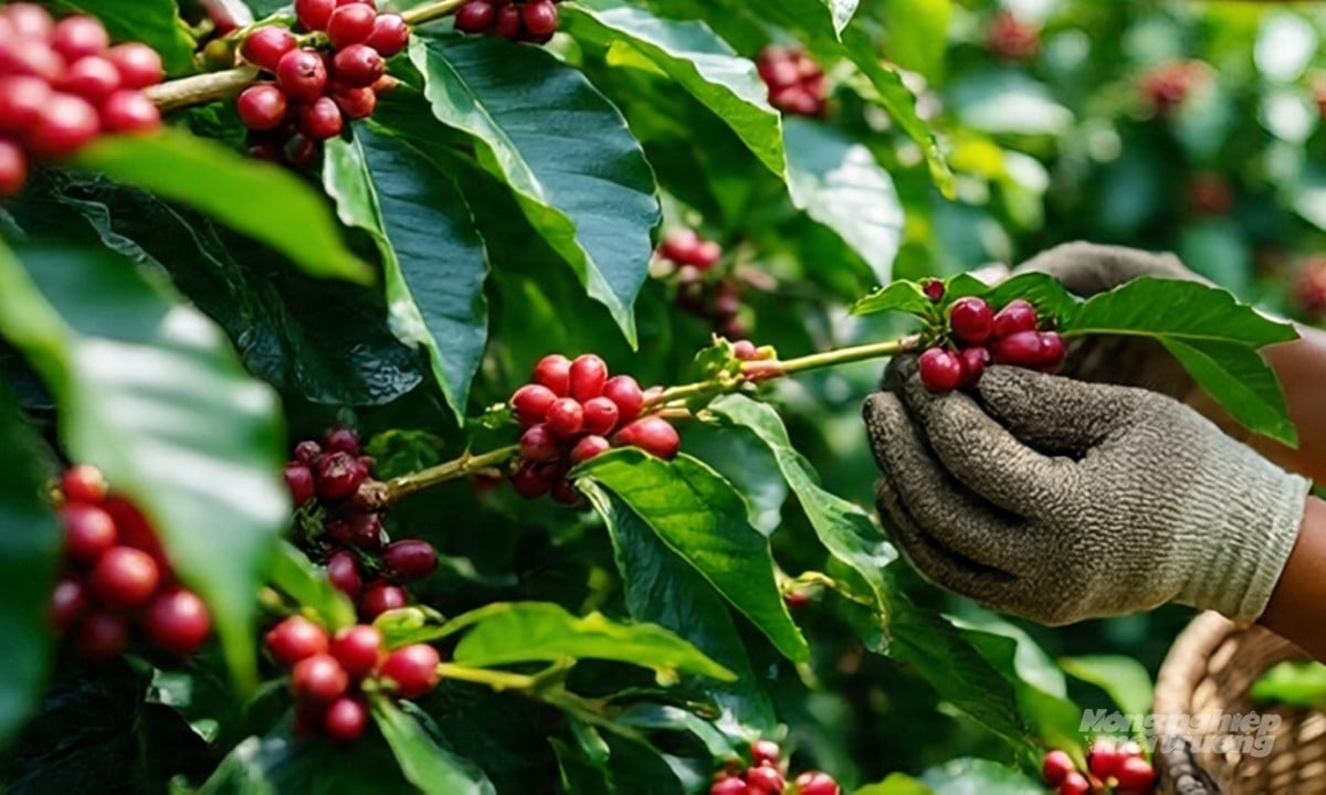 Latest coffee prices on September 7, 2025, domestically and globally