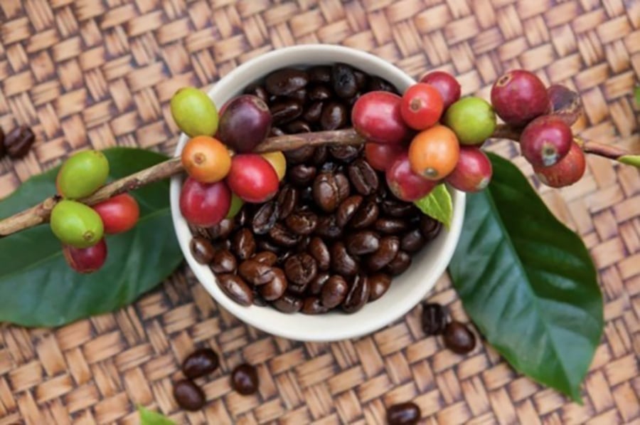 Latest update on coffee prices on September 8, 2025, domestically and globally