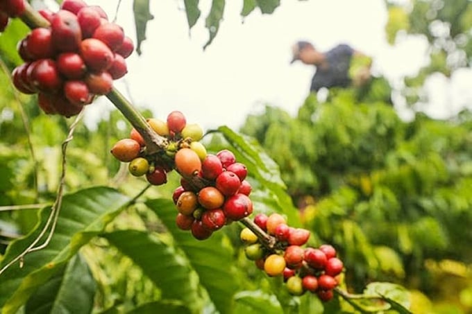 Coffee prices on September 23, 2025, domestically and globally