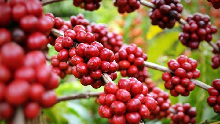 Coffee prices on September 22, 2025, domestically and globally