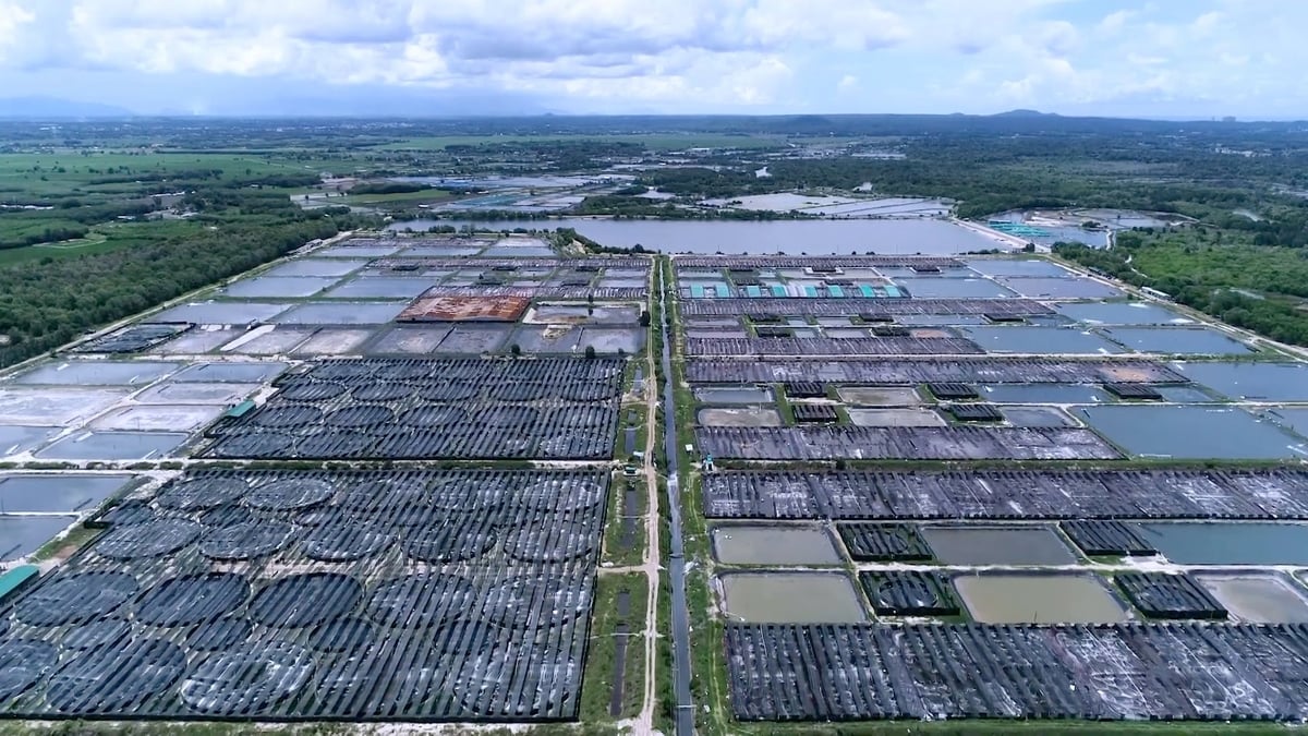 The 300-hectare clean shrimp farming model in the Ba Ria–Vung Tau area of Ho Chi Minh City serves as a flagship example of sustainable development and environmental protection. Photo: Le Binh. The 300-hectare clean shrimp farming model in the Ba Ria–Vung Tau area of Ho Chi Minh City serves as a flagship example of sustainable development and environmental protection. Photo: Le Binh.